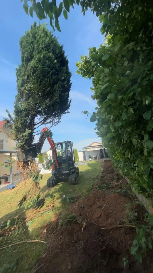 Minibagger hebt einen Nadelbaum samt Wurzel aus einem schmalen Garten