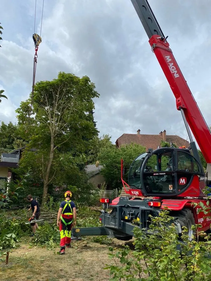 Roter Teleskoplader mit Seil an einem Baum, zwei Arbeiter in Warnkleidung